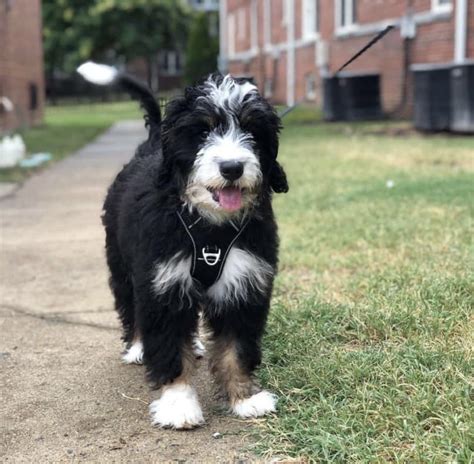  Fully-grown Mini Bernedoodles usually stand inches tall